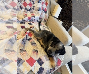 Australian Cattle Dog Puppy for sale in VANCOUVER, WA, USA