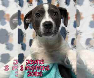 Mutt Dogs for adoption in Woodbury, NY, USA