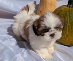 Small Photo #3 Shih Tzu Puppy For Sale in GOSHEN, IN, USA