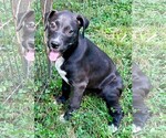 Small Photo #3 Labrador Retriever Puppy For Sale in Southbury, CT, USA