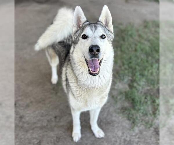 Medium Photo #1 Siberian Husky Puppy For Sale in Riverside, CA, USA