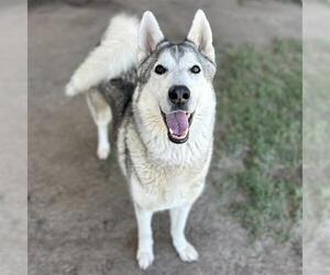Siberian Husky Dogs for adoption in Riverside, CA, USA