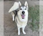 BALTO - Male Siberian Husky Dog for Adoption - Small photo