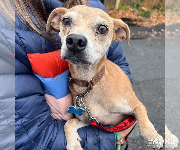 Medium Photo #4 Chihuahua-Unknown Mix Puppy For Sale in Washington, DC, USA