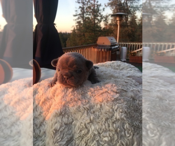 Medium Photo #20 French Bulldog Puppy For Sale in PLACERVILLE, CA, USA