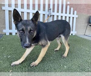 German Shepherd Dog-Unknown Mix Dogs for adoption in Modesto, CA, USA