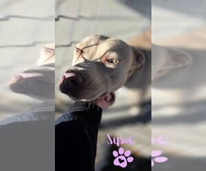 Susie - Female American Pit Bull Terrier-Unknown Mix Dog for Adoption - Photo #8