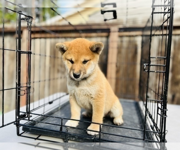 Medium Photo #50 Shiba Inu Puppy For Sale in FREMONT, CA, USA