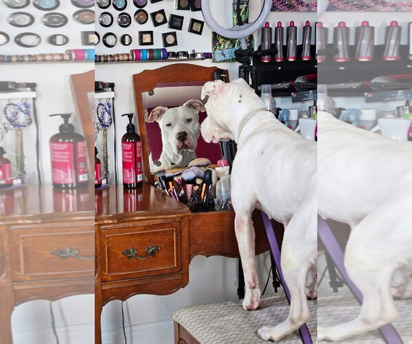 Medium Photo #15 American Pit Bull Terrier-Unknown Mix Puppy For Sale in Germantown, OH, USA