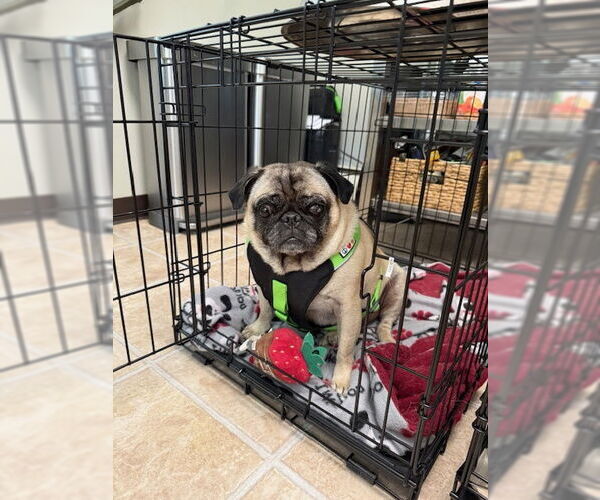 Medium Photo #3 Pug Puppy For Sale in Indianapolis, IN, USA