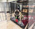 Small #2 Pug