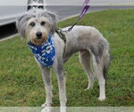 Small #1 Poodle (Standard)-Siberian Husky Mix