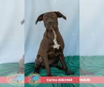 CARINA - Female Labrador Retriever-Unknown Mix Dog for Adoption - Small photo