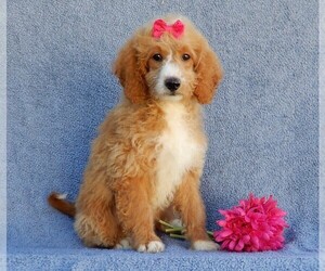 Goldendoodle (Miniature) Puppy for sale in MILLERSBURG, OH, USA