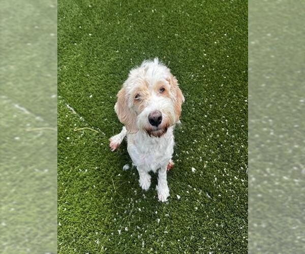 Medium Photo #1 Cockapoo (Miniature) Puppy For Sale in Toronto, Ontario, Canada