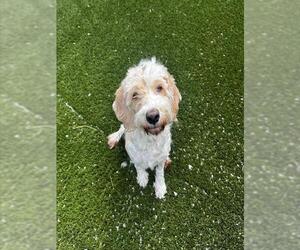 Cockapoo (Miniature) Dogs for adoption in Toronto, Ontario, Canada