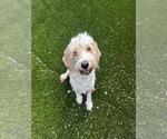 Small Cockapoo (Miniature)