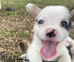 Small Photo #9 American Corgi Puppy For Sale in BRANDON, FL, USA