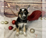 Puppy Pluto German Shepherd Dog