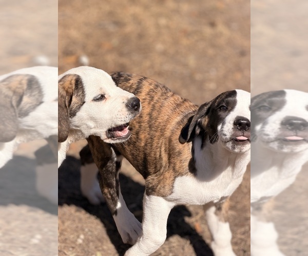 Medium Photo #6 Great Dane Puppy For Sale in SUMMERVILLE, SC, USA