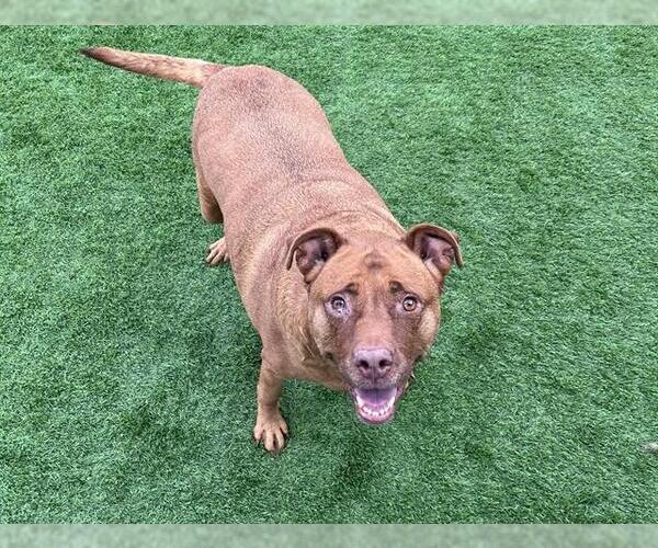 Medium Photo #2 Labrador Retriever-Unknown Mix Puppy For Sale in Grand Prairie, TX, USA