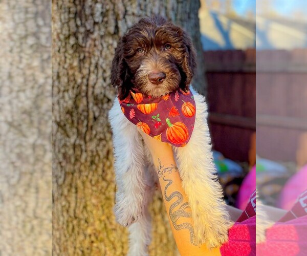 Medium Photo #1 Labradoodle Puppy For Sale in DIXON, IL, USA
