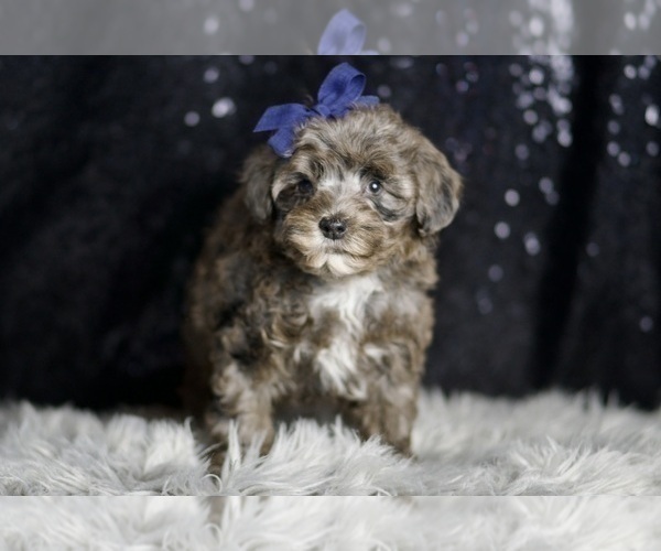 Medium Photo #5 Morkie Puppy For Sale in WARSAW, IN, USA