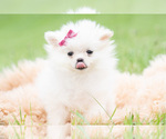 Small #3 Pomeranian