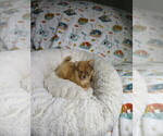 Small #2 Pomeranian