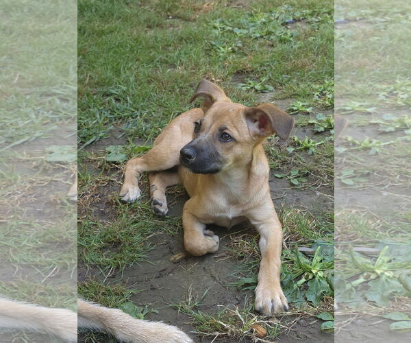 Medium Photo #6 Mutt Puppy For Sale in Arlington, WA, USA