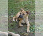 Small #5 Mutt