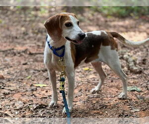 Beagle-Unknown Mix Dogs for adoption in Rustburg, VA, USA