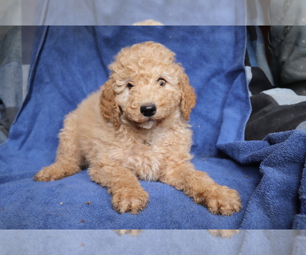 Medium Photo #1 Goldendoodle-Poodle (Miniature) Mix Puppy For Sale in SHILOH, OH, USA