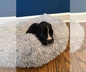 Boxer Puppy for sale in PRINCETON, WV, USA