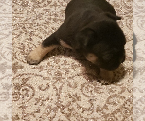 Medium Photo #3 French Bulldog Puppy For Sale in HUDDLESTON, VA, USA