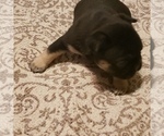 Small Photo #3 French Bulldog Puppy For Sale in HUDDLESTON, VA, USA