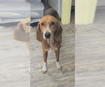 Small #1 Mutt