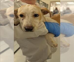 Labrador Retriever Dogs for adoption in Conroe, TX, USA