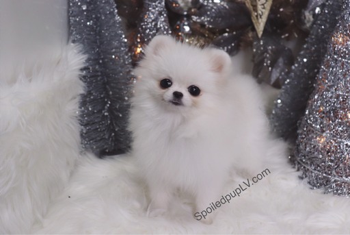 Medium Photo #6 Pomeranian Puppy For Sale in LAS VEGAS, NV, USA