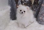 Small Photo #6 Pomeranian Puppy For Sale in LAS VEGAS, NV, USA