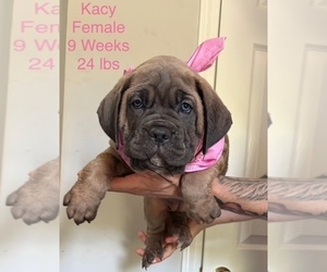Cane Corso Puppy for sale in ROCKMART, GA, USA