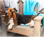 Small Photo #9 Basset Hound Puppy For Sale in WAKARUSA, IN, USA