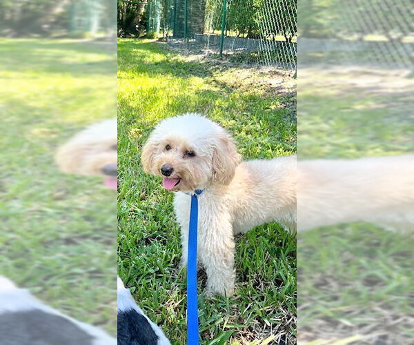 Medium Photo #6 Mutt Puppy For Sale in Weston, FL, USA