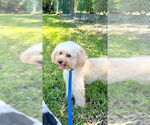 Small #5 Mutt