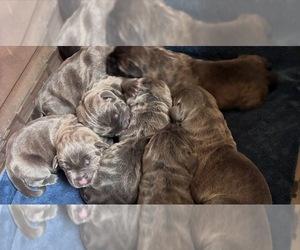 Cane Corso Puppy for sale in MOUNT MORRIS, MI, USA
