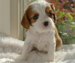 Small Photo #2 Cavalier King Charles Spaniel Puppy For Sale in FAIR OAKS, CA, USA