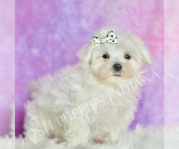 Medium Photo #4 Maltese Puppy For Sale in WARSAW, IN, USA