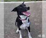 Small #5 Labrador Retriever-Retriever  Mix
