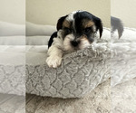 Small #1 Yorkshire Terrier