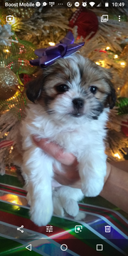 Medium Photo #1 Mal-Shi-Maltese Mix Puppy For Sale in GIBSON, LA, USA
